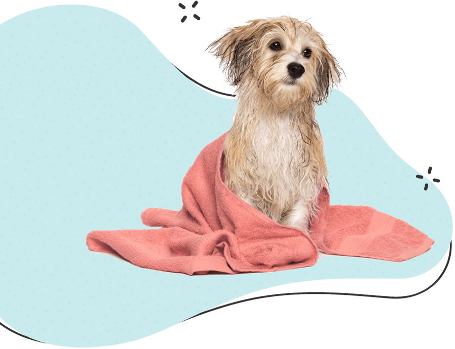 https://friendlyfurscapes.com/wp-content/uploads/2019/08/hero_image_12.png