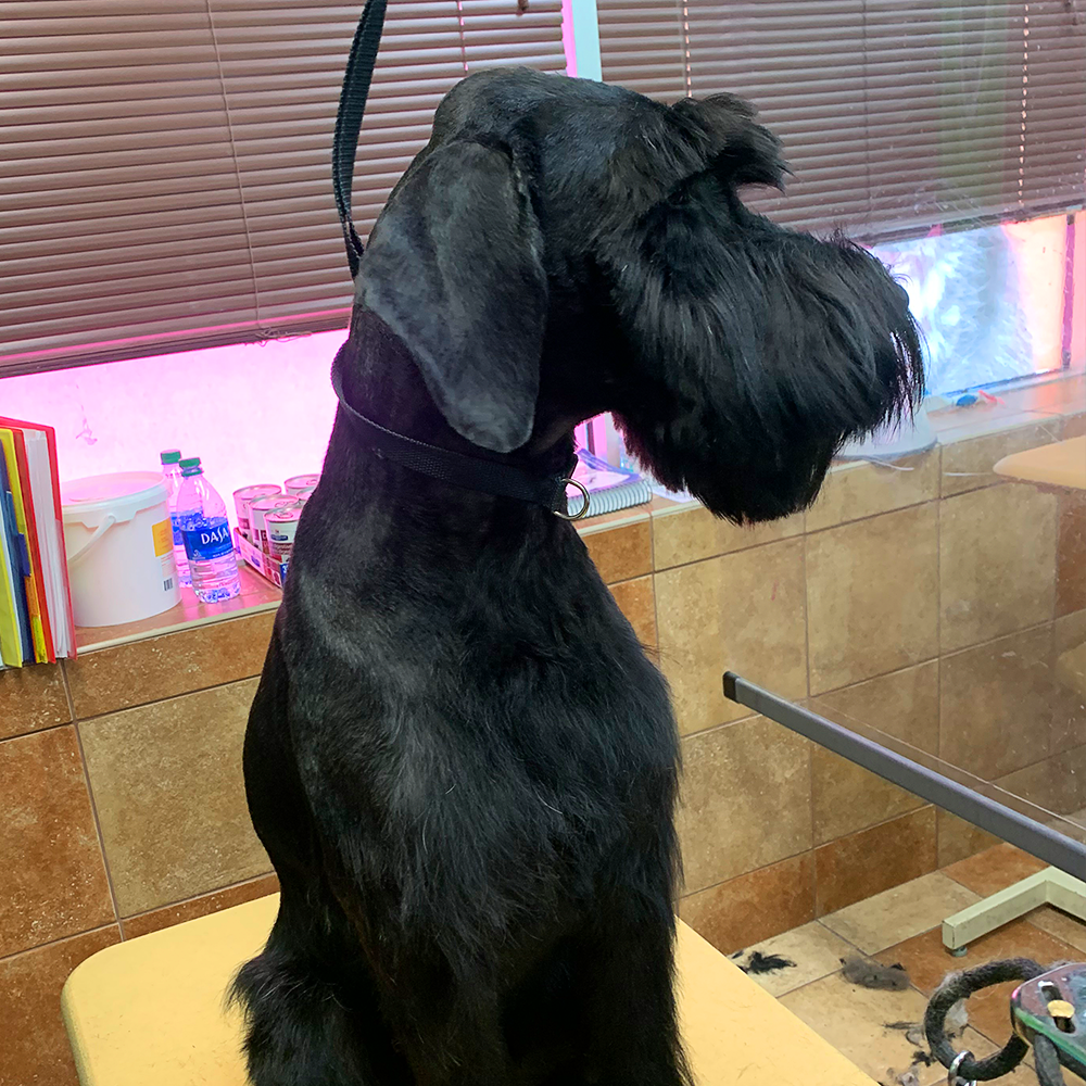 roswell-mobile-dog-grooming-friendly-fur